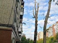 Распоряжение сверху: в Октябрьском районе деревья превратили в голые стволы