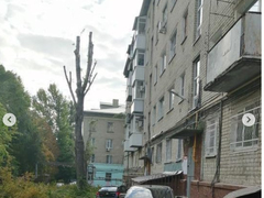 Распоряжение сверху: в Октябрьском районе деревья превратили в голые стволы