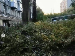 Распоряжение сверху: в Октябрьском районе деревья превратили в голые стволы