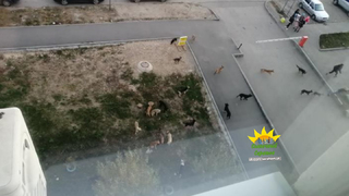 Кидаются на подростков: в Солнечном пожаловались на стаю агрессивных собак