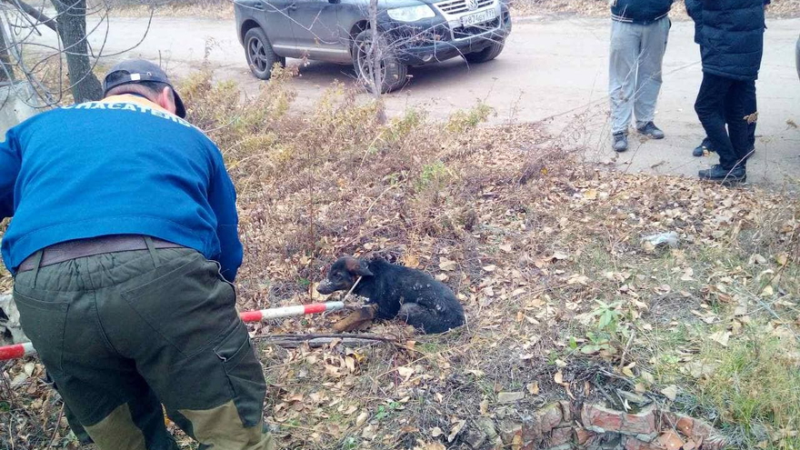 В Балакове спасатели вытащили бездомную собаку из колодца