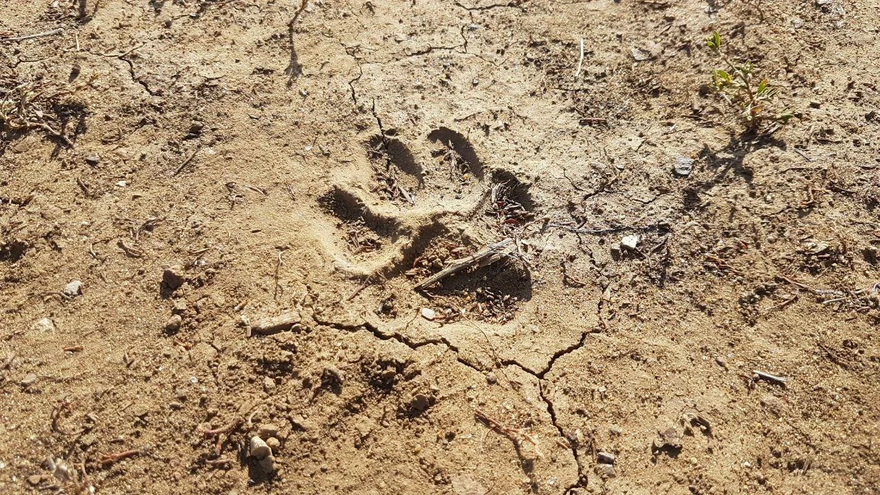 Ночами спать невозможно: жительница Саратова пожаловалась на бродячих собак