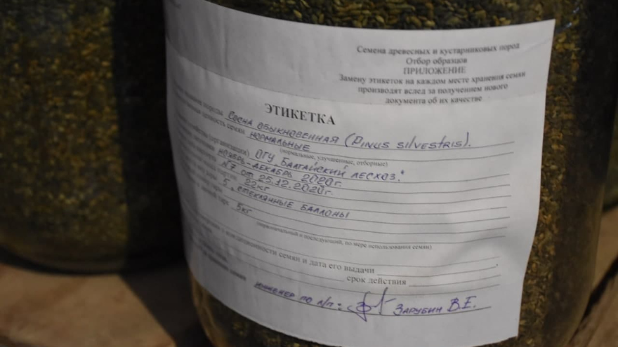 В Саратовской области планируют высадить 4 миллиона сосен: рассказываем, как готовят семена на единственной в регионе шишкосушилке