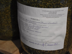 В Саратовской области планируют высадить 4 миллиона сосен: рассказываем, как готовят семена на единственной в регионе шишкосушилке