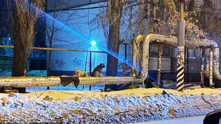 Кидаются на людей и под колеса автомобилей: в Энгельсе пожаловались на агрессивных собак