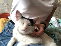 Сильный стресс: саратовского кота Пузика, который спас хозяина на пожаре, выписали из больницы