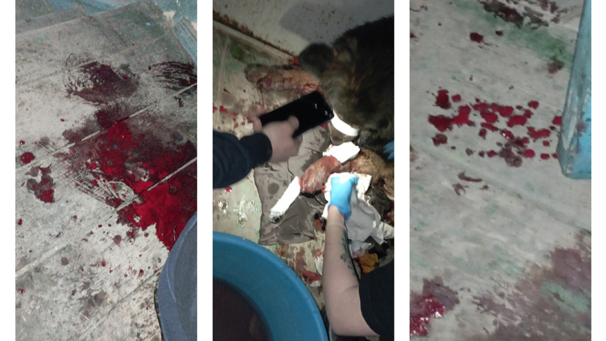 Очевидец: пьяный расстрелял собаку в подъезде и едва не попал в беременную девушку