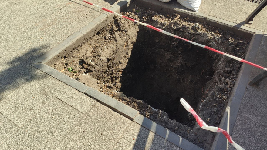 На проспекте Столыпина в Саратове начали высаживать голландские вязы