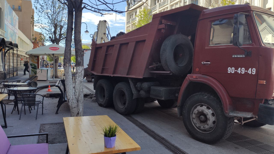 На проспекте Столыпина в Саратове начали высаживать голландские вязы