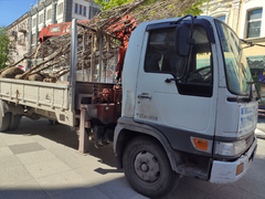 На проспекте Столыпина в Саратове начали высаживать голландские вязы