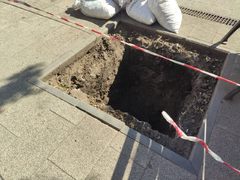 На проспекте Столыпина в Саратове начали высаживать голландские вязы