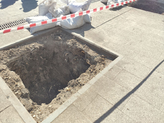 На проспекте Столыпина в Саратове начали высаживать голландские вязы