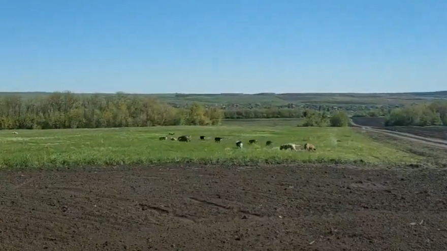 В Кировском районе Саратова снова заметили огромную стаю собак