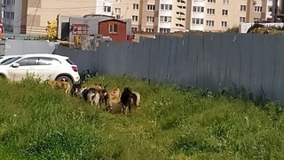 Саратовцы заметили стаю агрессивных собак рядом с Бульваром Героев Отечества