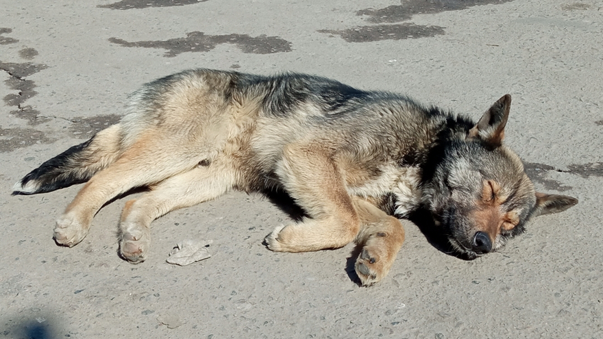 В Саратове бездомная собака укусила школьника