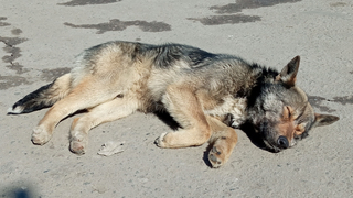 В Саратове бездомная собака укусила школьника