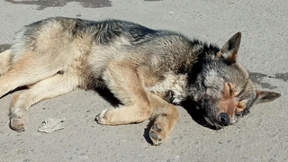 В Саратове от бездомных псов пострадали еще трое детей