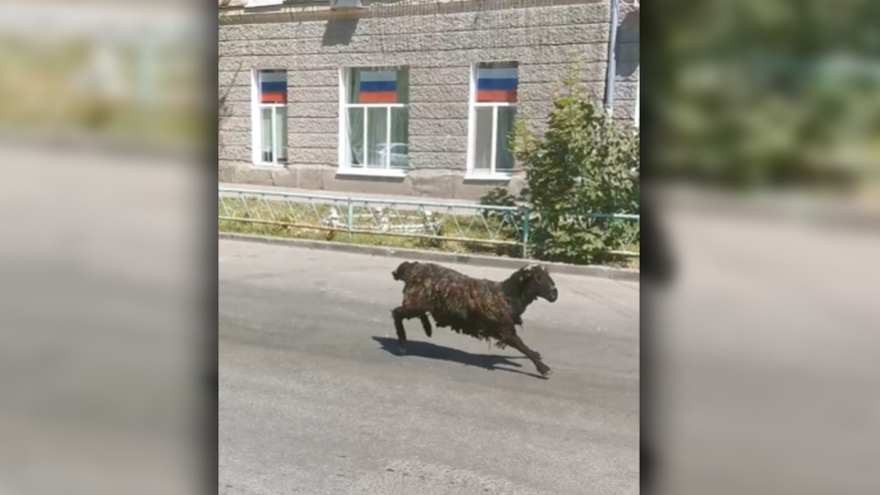 По центру Саратова носился баран