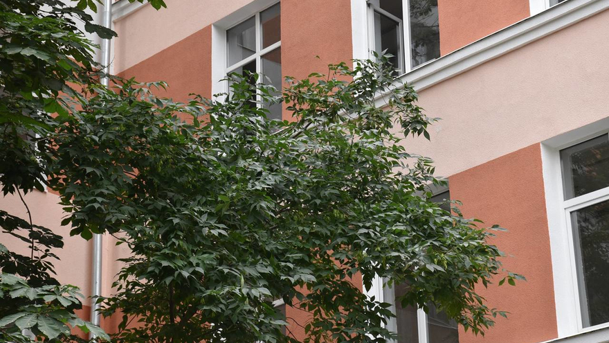В Саратове у гимназии № 3 решали судьбу многолетних каштанов, елей и тополей