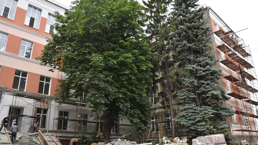 В Саратове у гимназии № 3 решали судьбу многолетних каштанов, елей и тополей