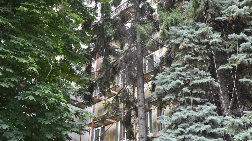 В Саратове у гимназии № 3 решали судьбу многолетних каштанов, елей и тополей