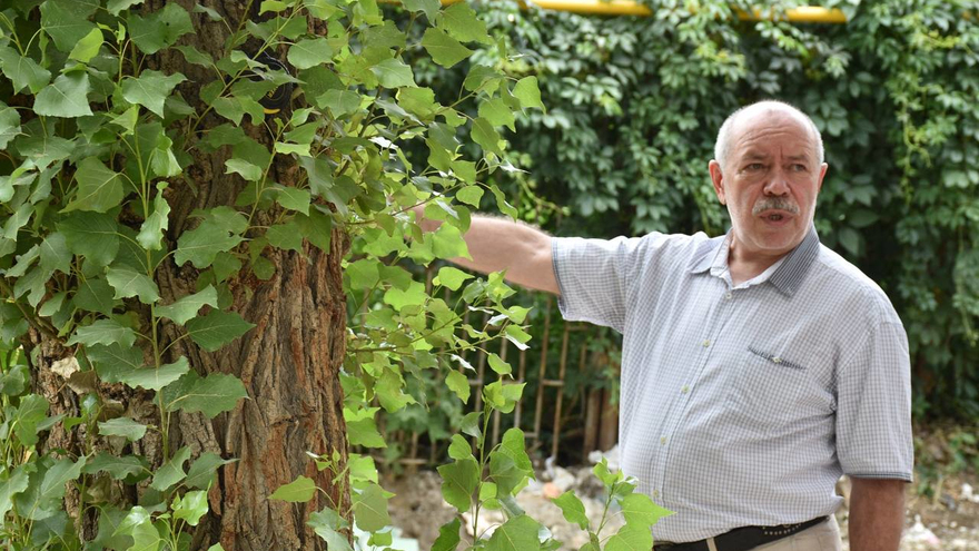 В Саратове у гимназии № 3 решали судьбу многолетних каштанов, елей и тополей