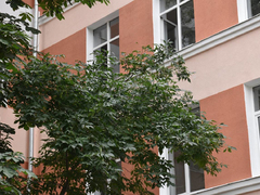 В Саратове у гимназии № 3 решали судьбу многолетних каштанов, елей и тополей