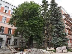 В Саратове у гимназии № 3 решали судьбу многолетних каштанов, елей и тополей