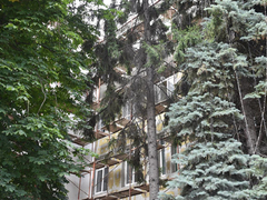 В Саратове у гимназии № 3 решали судьбу многолетних каштанов, елей и тополей