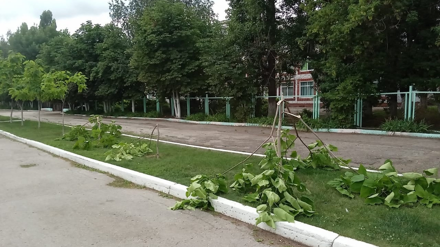 Очевидцы: в Марксе вандалы уничтожили молодые деревца