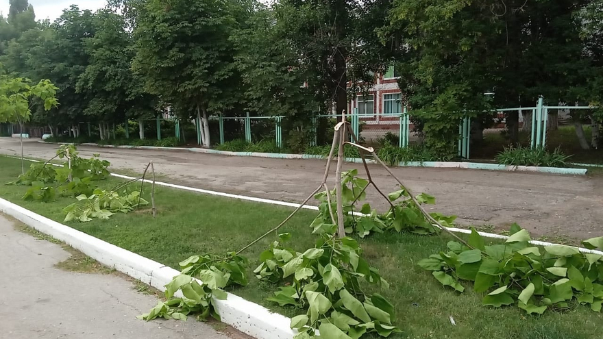 Очевидцы: в Марксе вандалы уничтожили молодые деревца