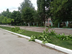 Очевидцы: в Марксе вандалы уничтожили молодые деревца