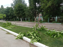 Очевидцы: в Марксе вандалы уничтожили молодые деревца