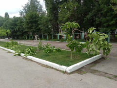 Очевидцы: в Марксе вандалы уничтожили молодые деревца