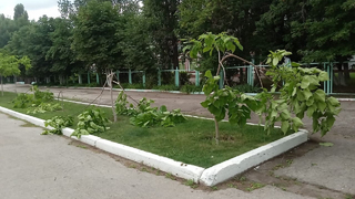 Очевидцы: в Марксе вандалы уничтожили молодые деревца