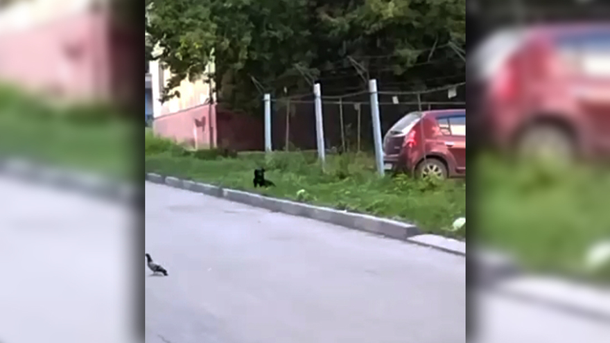 В Саратове чипированный пес искусал ноги двум школьникам