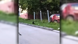 Следователи заинтересовались собакой, которая искусала детей