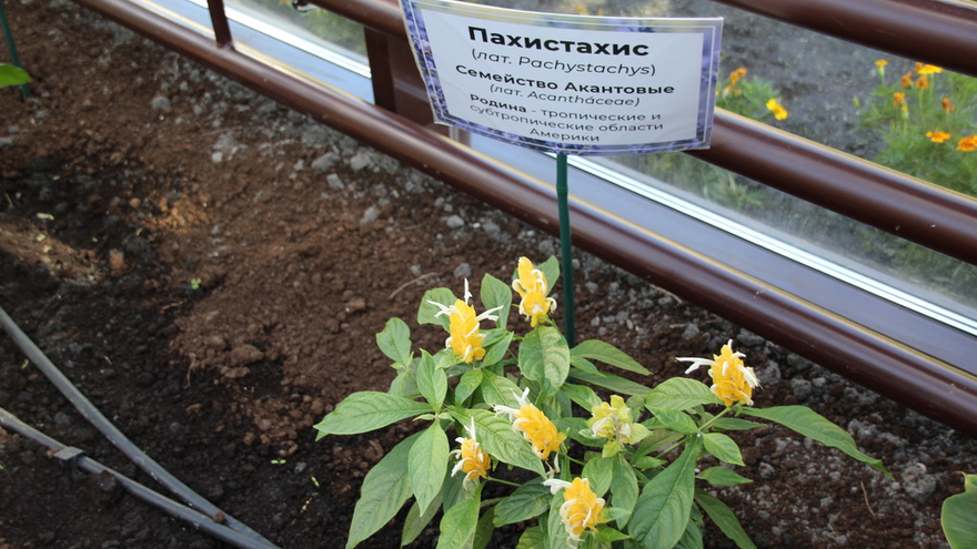 Теплица из Крыма позволит саратовским юннатам выращивать бананы, оливки и апельсины