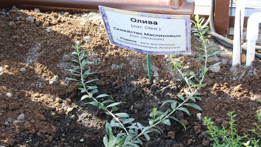 Теплица из Крыма позволит саратовским юннатам выращивать бананы, оливки и апельсины