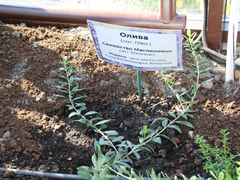 Теплица из Крыма позволит саратовским юннатам выращивать бананы, оливки и апельсины