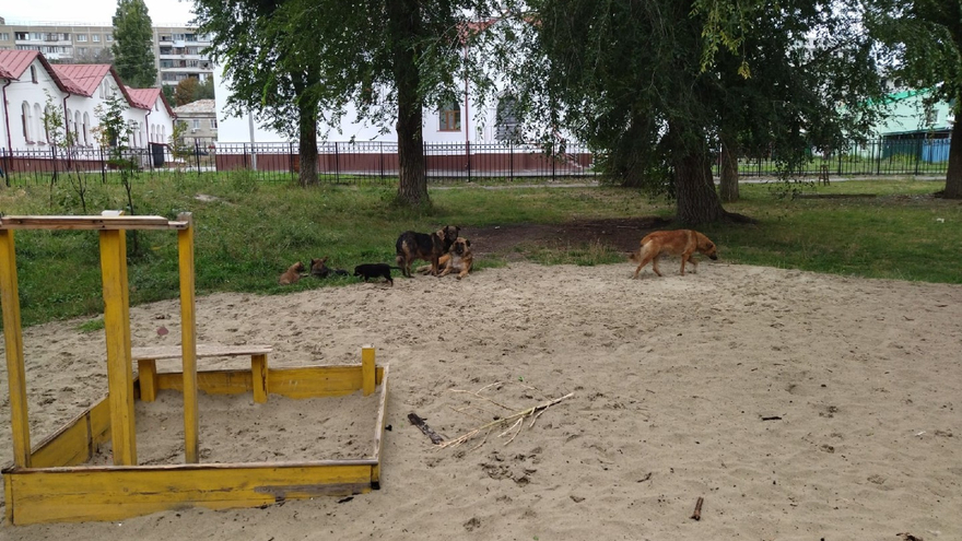 В саратовском сквере детскую площадку облюбовали бездомные собаки с щенками