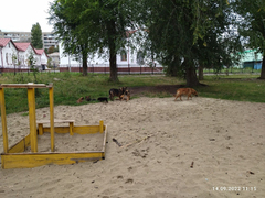 В саратовском сквере детскую площадку облюбовали бездомные собаки с щенками