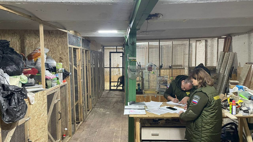 Без света, свежего воздуха, в темноте: в заточении у саратовского коммерсанта вместе со слепой тигрицей оказались другие животные