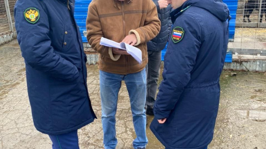Прокуратура заинтересовалась нарушениями при отлове бездомных собак