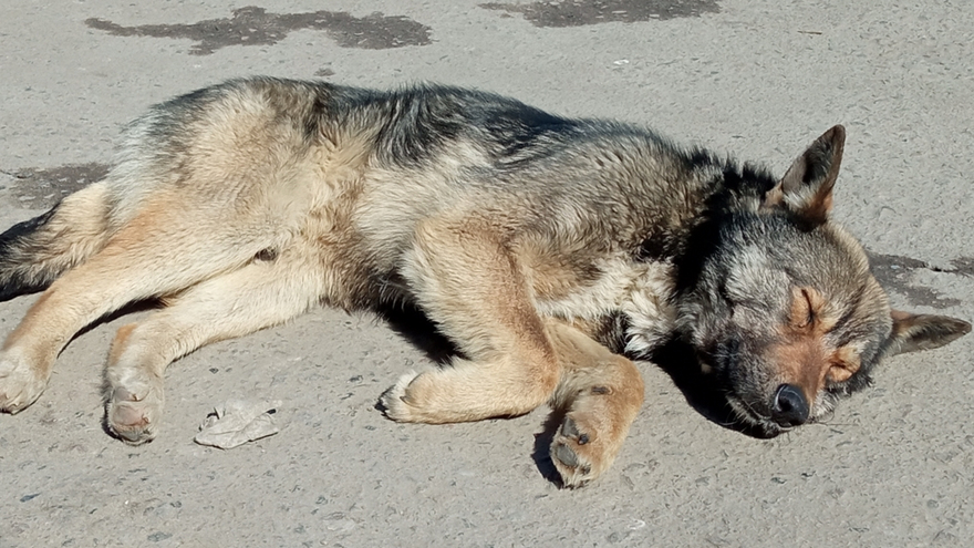 Чиновники рекомендовали родителям девочки, которую укусила собака, обратиться в полицию