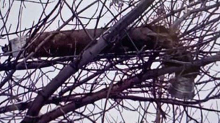 Работа ПВО над Энгельсом. Горожане сообщают о попадании осколков в жилые дома и на кладбище