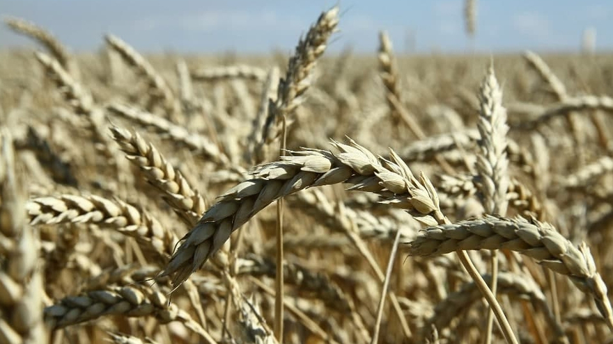 Саратовская область продала за границу сельхозтоваров на полмиллиарда долларов