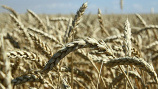 Саратовская область продала за границу сельхозтоваров на полмиллиарда долларов