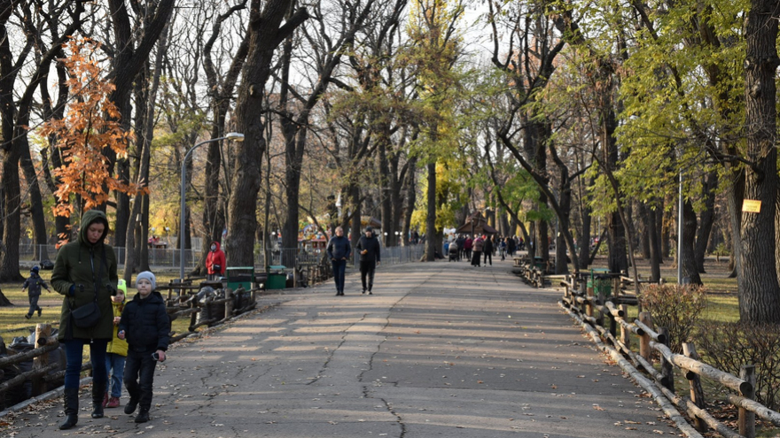 В саратовском горпарке опилят больше 80 деревьев, еще полтора десятка срубят