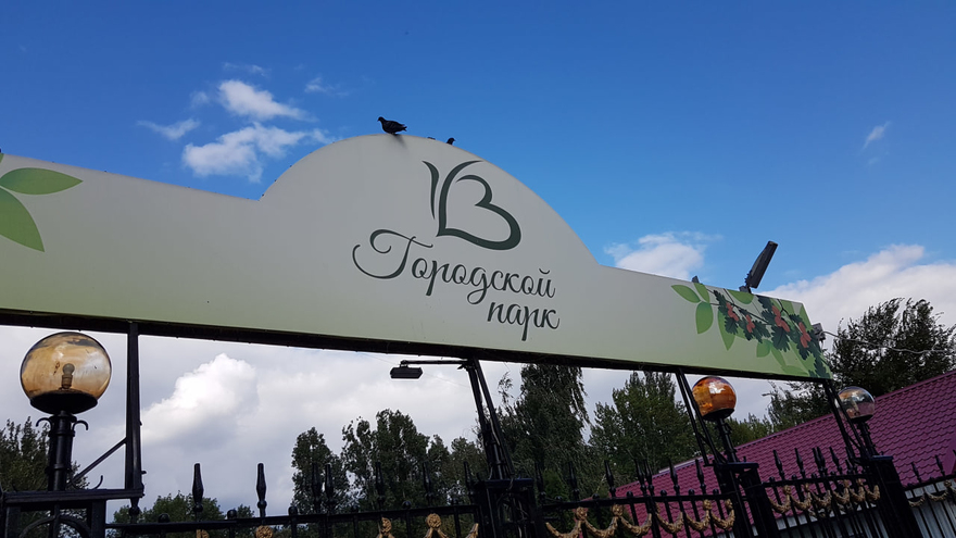 В городском парке Саратова под пилу пойдет еще 27 деревьев